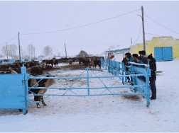 «Шалабай» ЖШС–дағы тәжірибелік оқудан көріністер